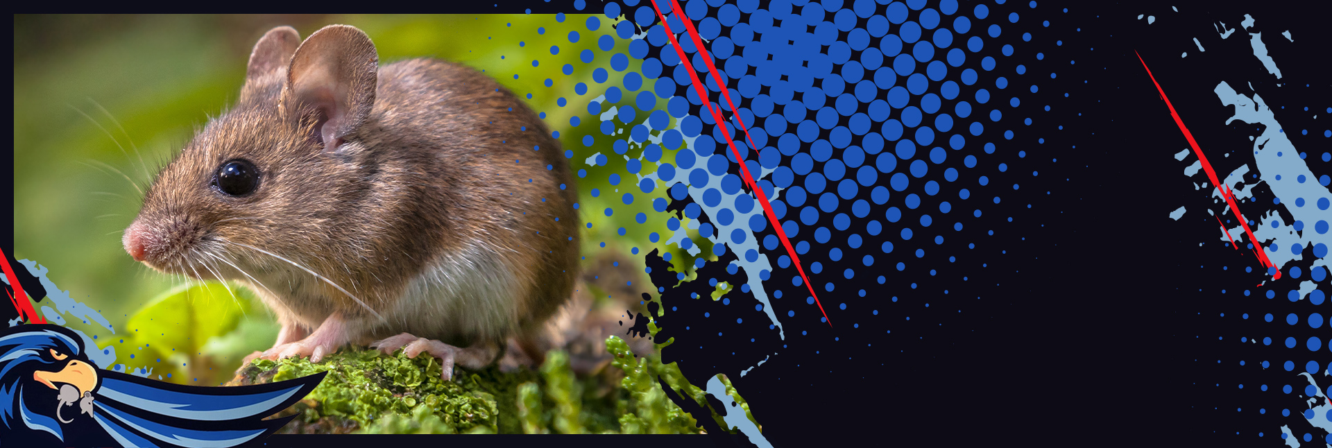 Memphis Rodent Control | Call For a Free Estimate